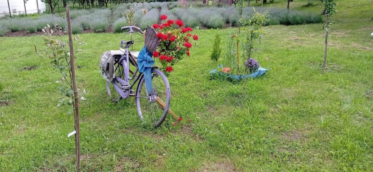 Casa Rurala Cu Livada Lavandra Câmpina Eksteriør bilde